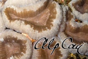 Stony Corals_44