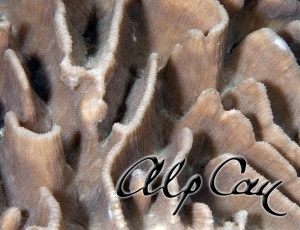 Stony Corals_48