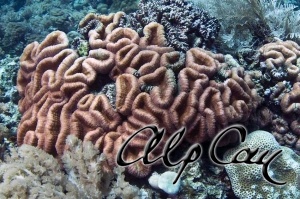 Stony Corals_13