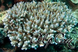 Stony Corals_27