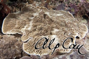 Stony Corals_29