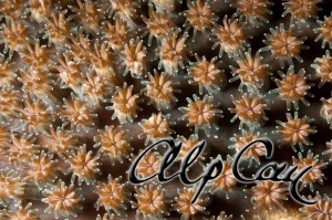Stony Corals_37