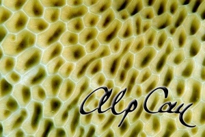 Stony Corals_40