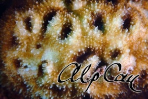 Stony Corals_42