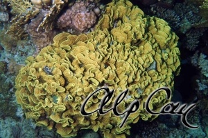 Stony Corals_54