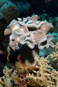 Stony Corals_57