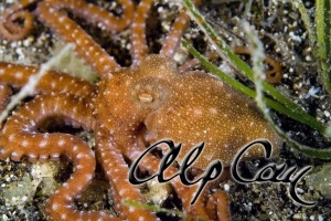 Octopus macropus 