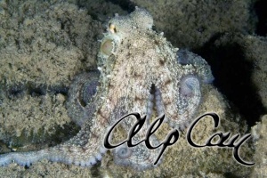 Octopus vulgaris