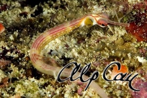 Corythoichthys nigripectus