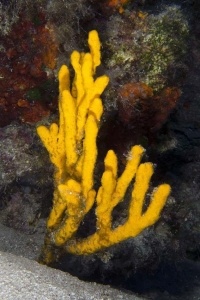 Sponges_9