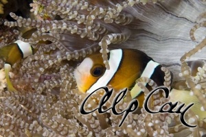 Amphiprion clarkii