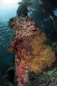Underwater Scenes