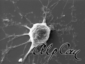 A human stem cell differentiated into a neuron-like cells in vitro