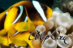 Amphiprion bicinctus (Red Sea anemonefish)
