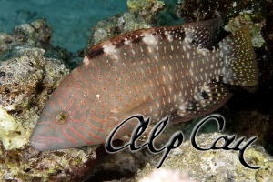 Red Sea wrasse