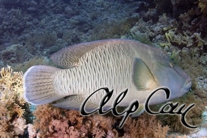 Cheilinus undulatus (Napoleonfish)