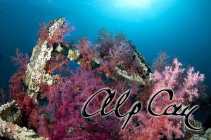 soft coral_2