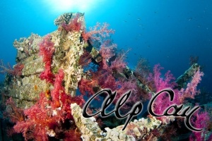 soft coral_3