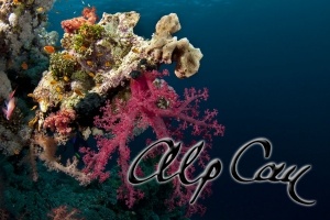 soft corals_1