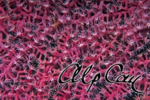 soft coral_1