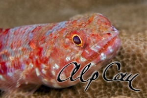 Red-marbled lizardfish