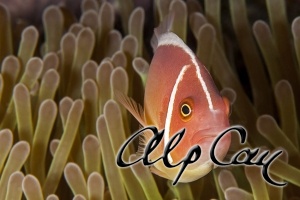 anemonfish_2