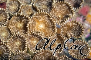 soft coral_6